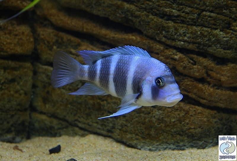 Cyphotilapia gibberosa 'Bismarck'